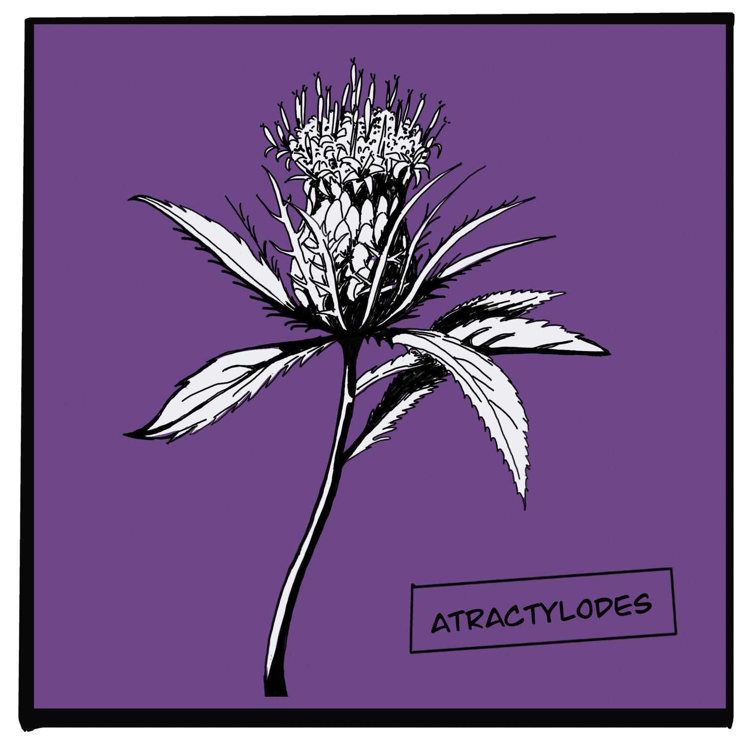 ATRACTYLODES