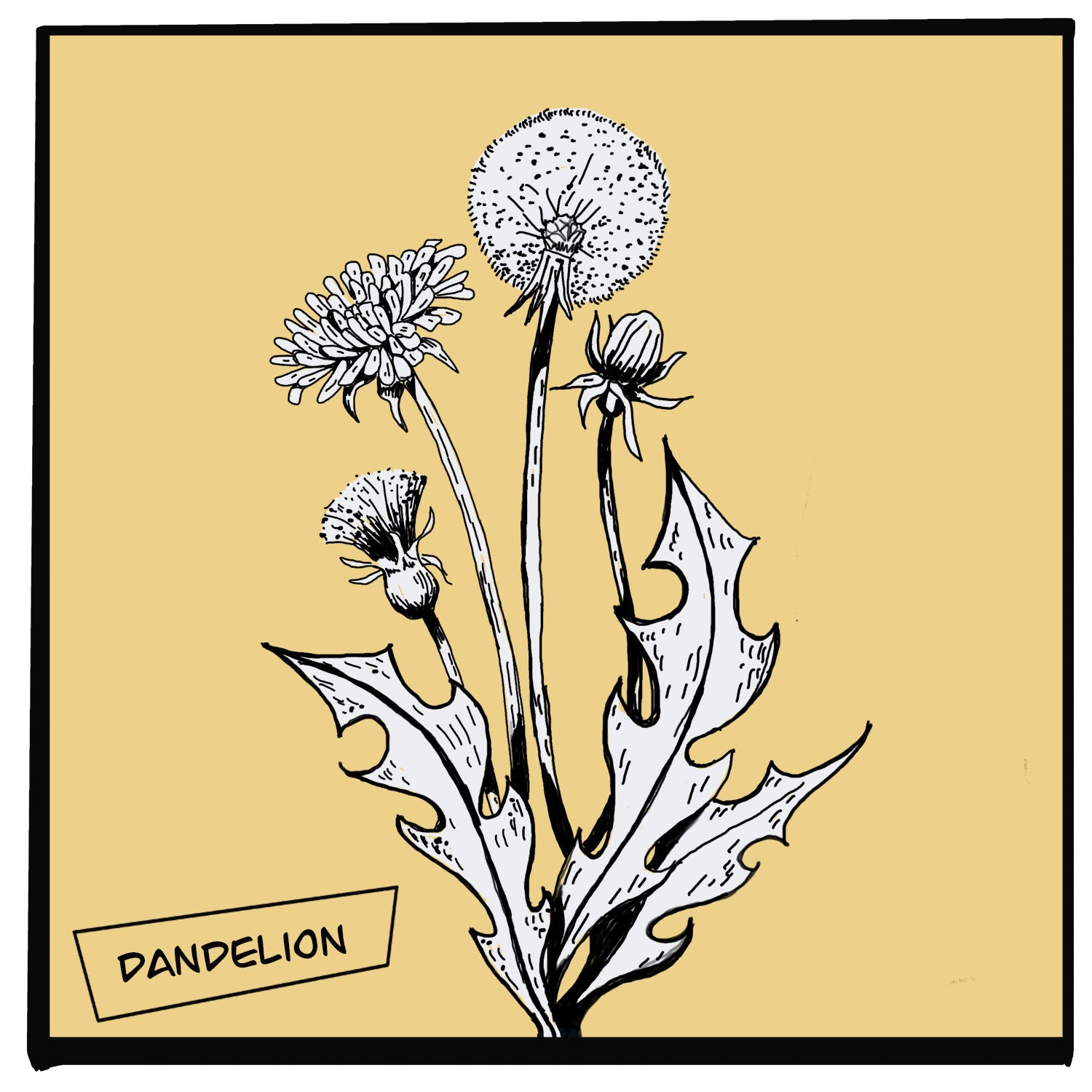 DANDELION